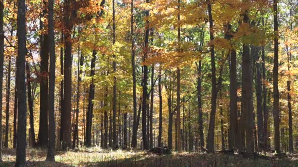 Schoonheid Van Herfstbladeren Het Bos Een Winderige Dag — Stockvideo