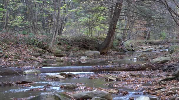 Petit Ruisseau Qui Coule Travers Forêt Par Une Fraîche Journée — Video