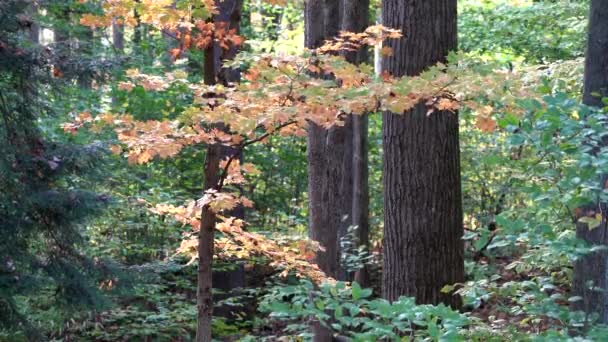 Ramo Foglie Autunnali Colorate Nella Foresta — Video Stock
