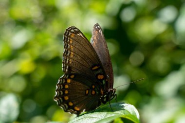 Bir kırmızı benekli mor kelebek güneşli bir bitkinin üzerine tünemiş..