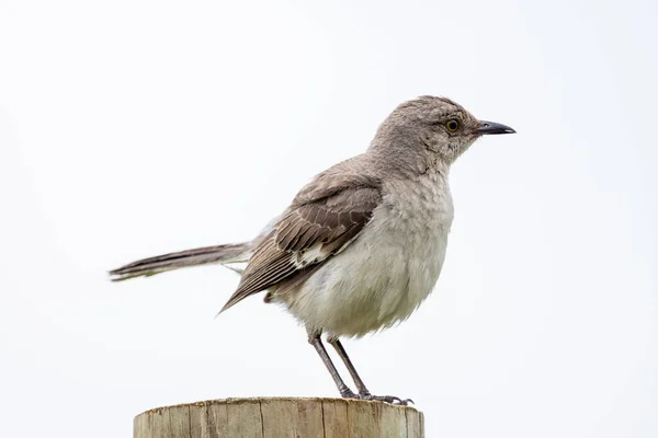 Mockingbird Sitter Ett Staket Stolpe — Stockfoto