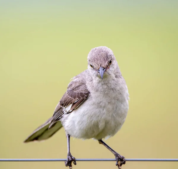 Mockingbird Sentado Num Fio Uma Cerca — Fotografia de Stock