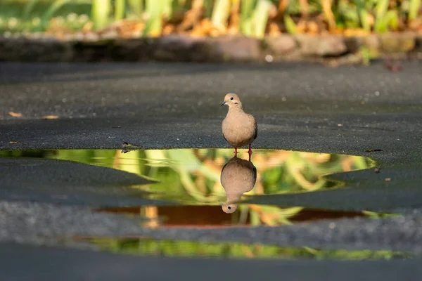 Mouring Dove Reflected Water Puddle Outdoors — Stock Photo, Image