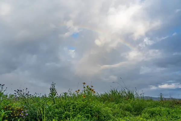 Beleza Das Zonas Húmidas Pantanosas Sob Arco Íris Céu Tempestuoso — Fotografia de Stock