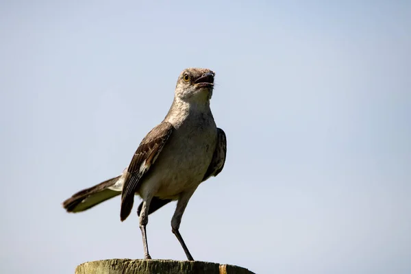 Mockingbird Norte Sentado Poste Cerca Dia Ensolarado — Fotografia de Stock
