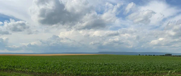 Vast Field Corn — Fotografie, imagine de stoc