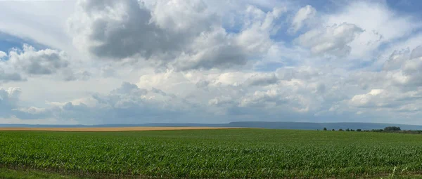 Vasto Campo Milho — Fotografia de Stock