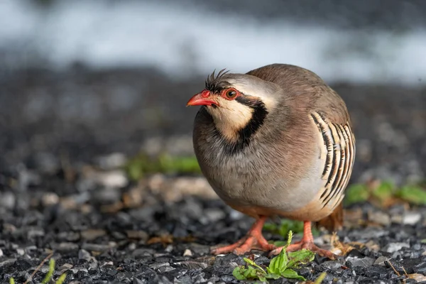 Bel Oiseau Chukar Sauvage Plein Air — Photo