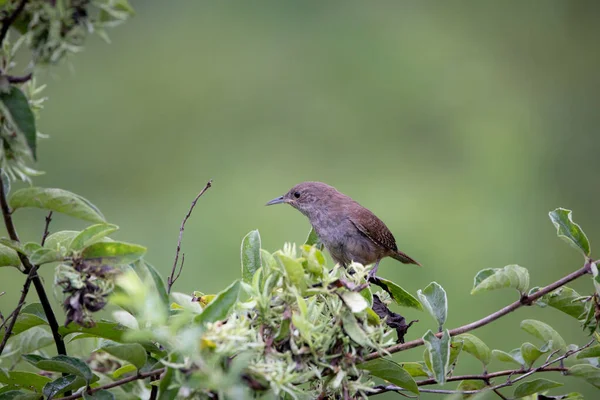 Ein Zaunkönig Sitzt Einem Baum Auf Dem Land — Stockfoto