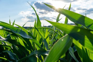 Mısır Güneşte Yapraklar 'ın alçak açılı görüntüsü.