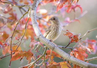 Arka bahçede Japon akçaağaç ağacında Finch adlı bir kadın..