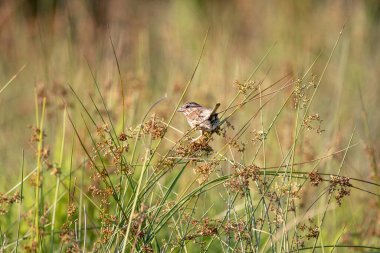 Çöldeki bir tarlada bitkilerin üzerinde oturan bir serçe..