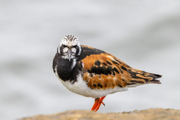 Pedernal Rubio Pie Sobre Una Roca Orilla — Foto de Stock