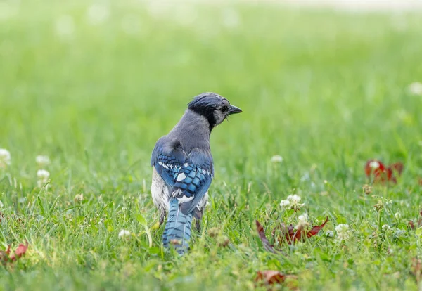 Bluejay Seduto Sull Erba Nel Cortile — Foto Stock