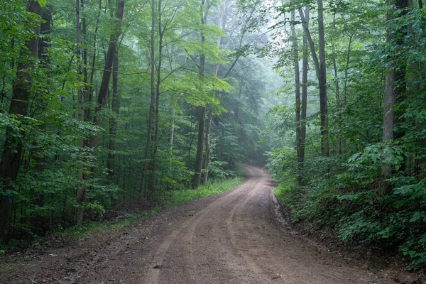 Dirt Road Winding Its Way Foggy Forest — Stock Photo, Image