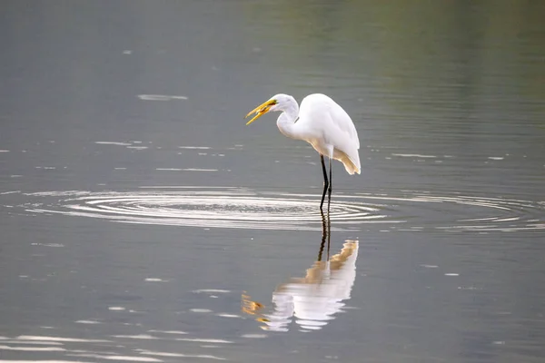 Une Aigrette Mangeant Poisson Debout Dans Eau — Photo