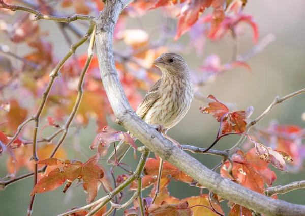 Uma Finch Feminino Casa Japonês Árvore Bordo Vermelho Quintal — Fotografia de Stock