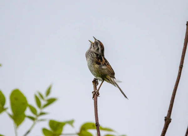 Een Mannelijk Veld Mus Zingend Late Avond Hel — Stockfoto