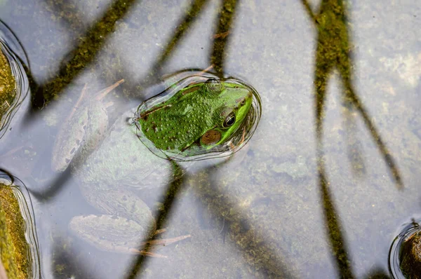 Broasca Care Sta Capul Deasupra Apei Intr Iaz — Fotografie, imagine de stoc