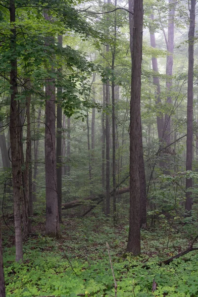 Foggy Morning Green Forest Summer — Stock Photo, Image