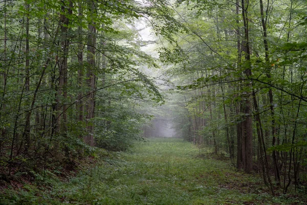 Grass Trail Running Foggy Woods Early Morning — Stock Photo, Image