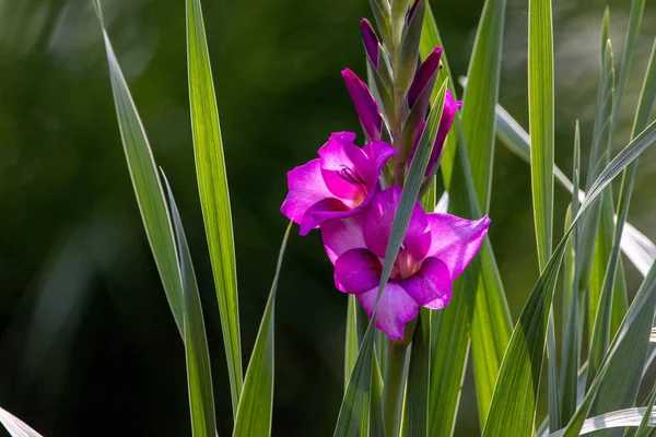 Krásná Fialová Gladiolus Květ Proti Tmavému Pozadí — Stock fotografie