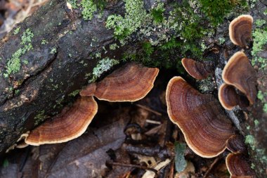Mantar ve yosun ormandaki çürük bir kütükte büyüyor..