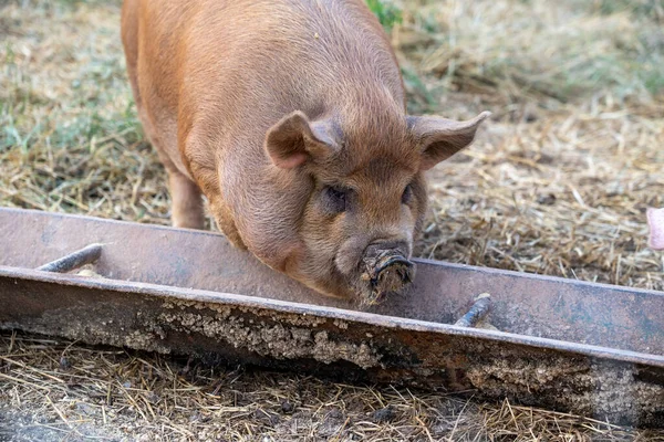 A pig eating out of a trough in the pasture.