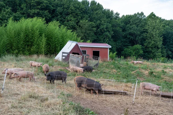 Disznók Legelőn Szabadban Egy Disznóistálló Előtt — Stock Fotó