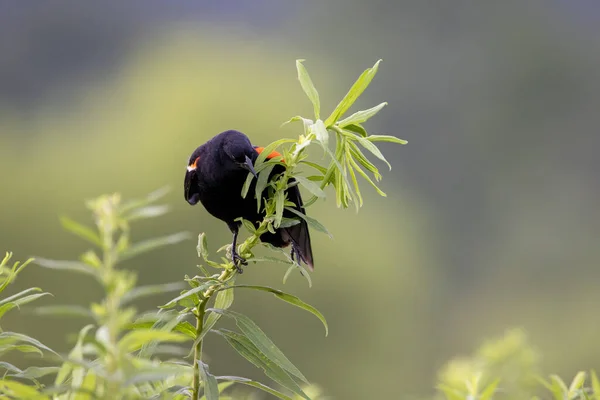 一只红翼黑鸟坐在一块大田里的杂草上 — 图库照片