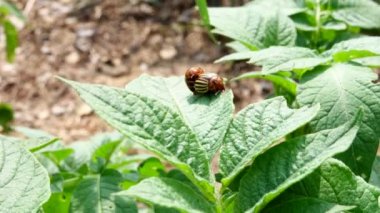 Rüzgarlı bir günde, bahçede patates bitkisinin üzerinde iki Colorado patates böceği..