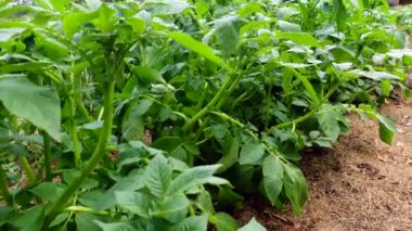 Bahçedeki bir sıra yeşil patates bitkisi boyunca ilerliyorum..