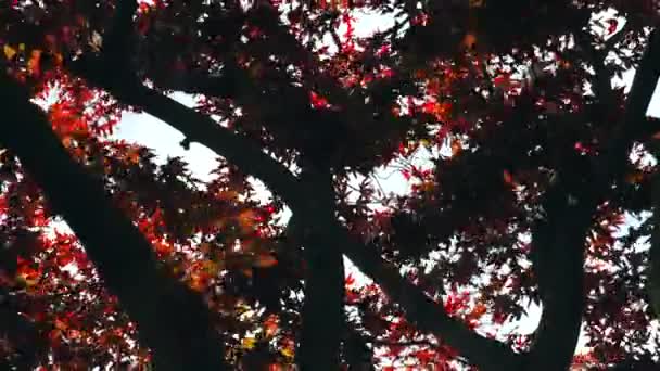 Röda Bladen Den Japanska Röda Lönnen Rör Sig Vinden — Stockvideo