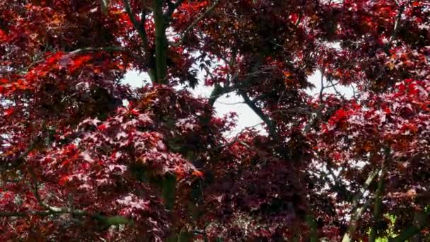 Les Feuilles Rouges Érable Rouge Japon Déplaçant Dans Vent — Video