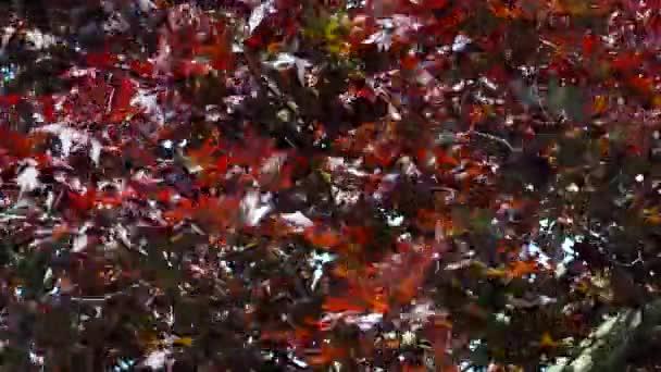 Les Feuilles Rouges Érable Rouge Japon Déplaçant Dans Vent — Video