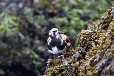 Okyanusta deniz yosunu kaplı bir kayanın üzerindeki Ruddy Turnstone..