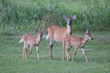 Geyik gecenin karanlığında çayırda besleniyor..