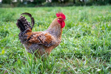 Bir horoz dışarıda otların arasında..