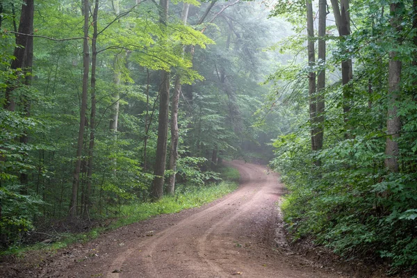 Dirt Road Winding Its Way Foggy Forest — Stock Photo, Image