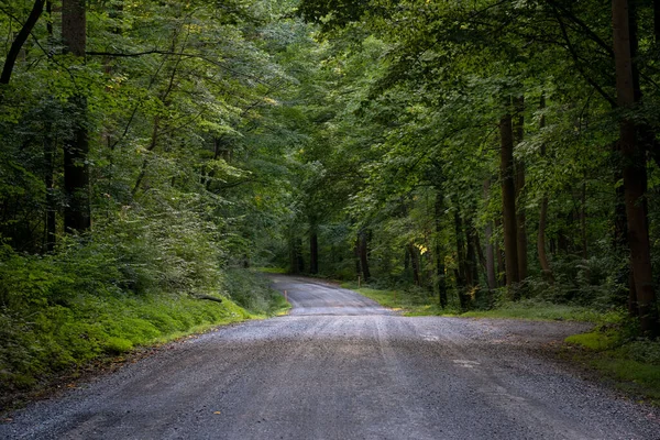 Beauty Dirt Road Forest Wilderness — Stock Photo, Image