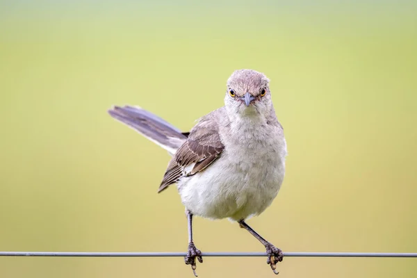 Mockingbird Sitter Tråd Ett Staket — Stockfoto