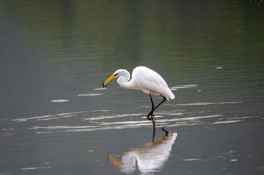 Suyun içinde balık yiyen bir balıkçıl..