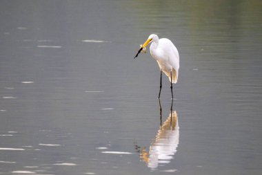 Suyun içinde balık yiyen bir balıkçıl..