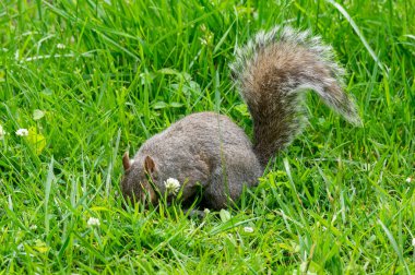Gri bir sincap çimlerin arasında tohum bulur ve yer..