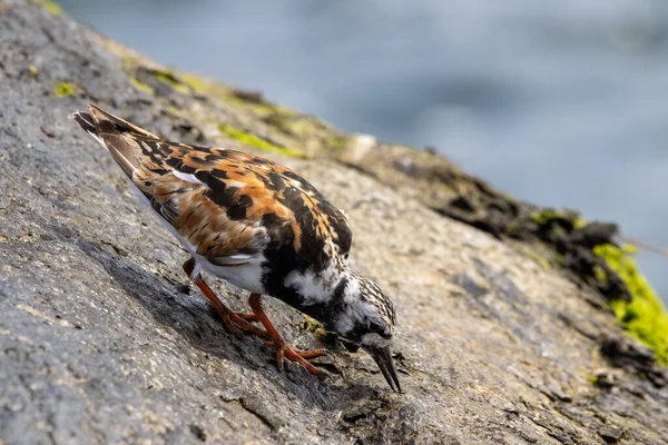 Ruddy Turnstone Jakt Mat Alg Täckt Klippa Med Havet Vatten — Stockfoto