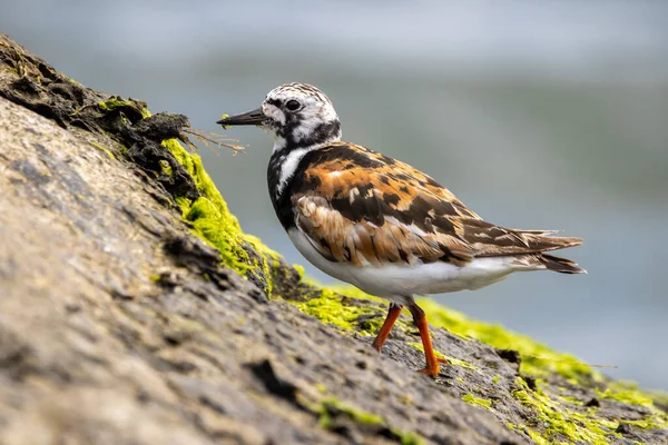 Ruddy Turnstone Caçando Comida Uma Rocha Coberta Algas Marinhas Com — Fotografia de Stock