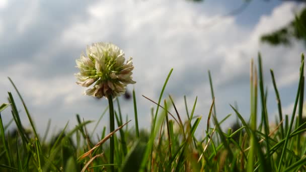 Een Lage Hoek Uitzicht Het Gras Kijkend Naar Hemel Klaverstengel — Stockvideo