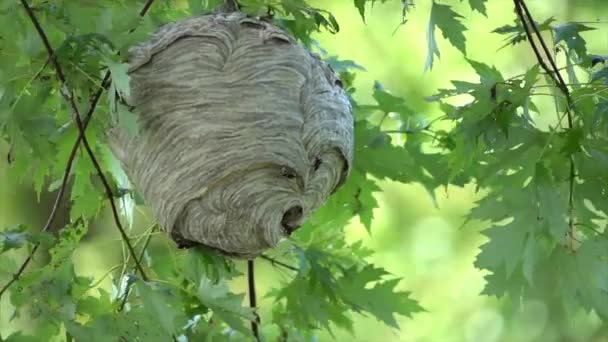 Ein Wespennest Aus Papier Das Sommer Wald Der Wildnis Einem — Stockvideo