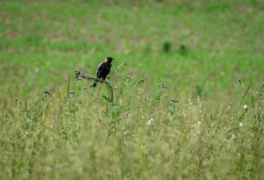 Bir Bobolink otlakta otların üzerinde oturuyor..