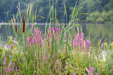 A beautiful background of purple flowers, cattails and bulrushes on the shore of a lake in the wilderness. clipart